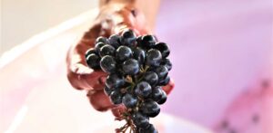 Nick Dalgety NZ photography