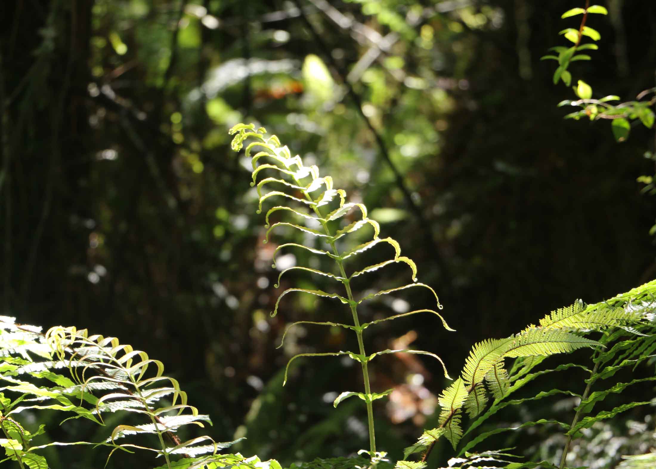 nz-fern-1