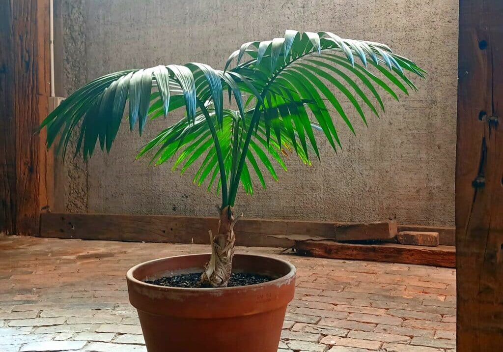 1000034200 1000034200