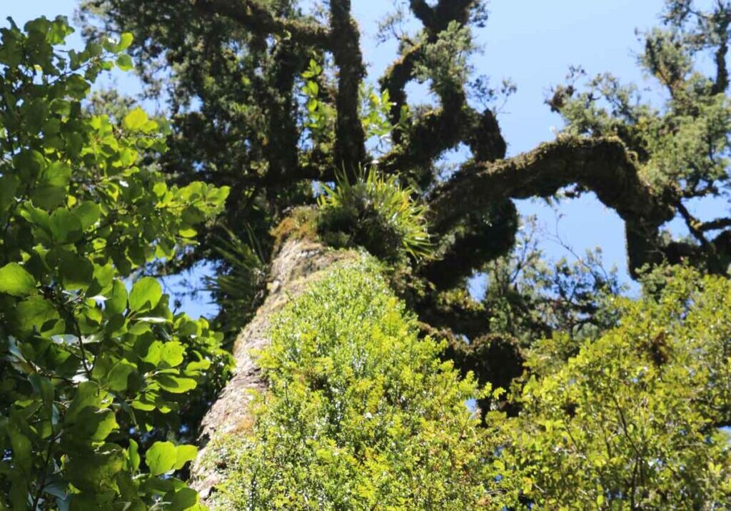 nz-garden-of-eden-2 nz-garden-of-eden-2